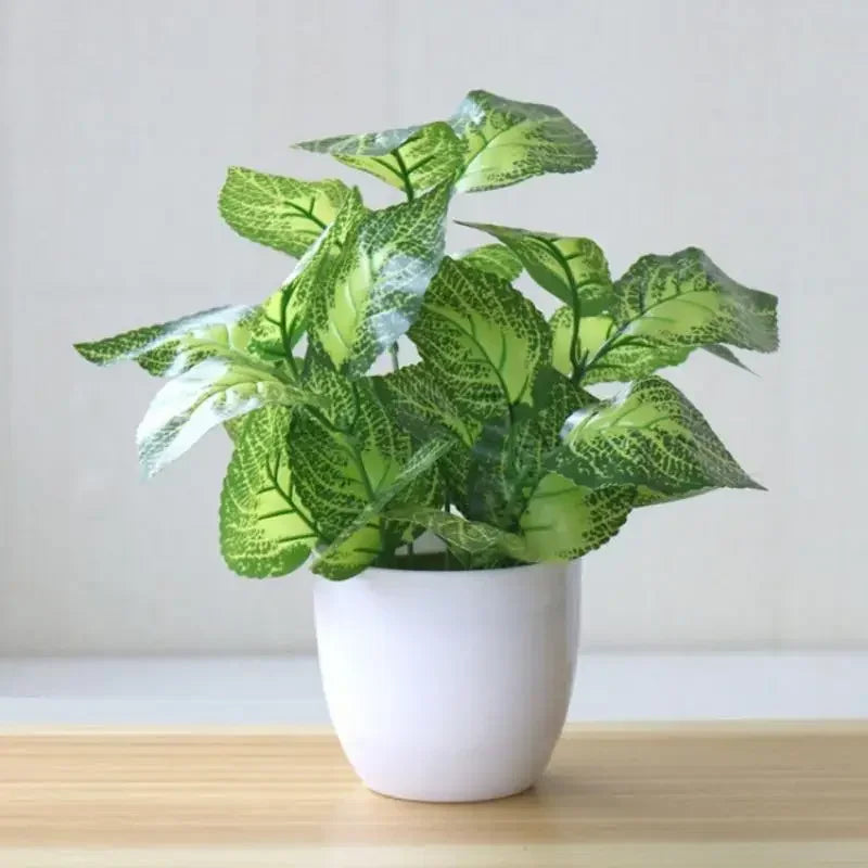 Bonsai Beauty